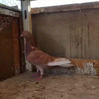 کفتر دوتا ماده انگلیسی|پرنده|ری, سرتخت|دیوار