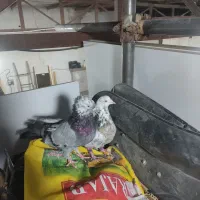 کبوتر اصفهانی سیاه و کوی کله ماستی|پرنده|نجفآباد, گلدشت|دیوار