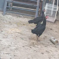 مرغ پاکستانی|حیوانات مزرعه|ایرانشهر, |دیوار