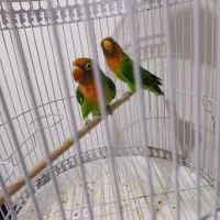 طوطی برزیلی|پرنده|ملارد, |دیوار