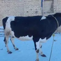 گاو هلشتاین  هفت ماه ابستن