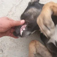 سگ دوبرمن|سگ|ایذه, |دیوار