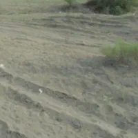 مرغداری گوشتی 10 هزاری در سنگ سفید کلاته خواجه علی