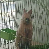 خرگوش لوپی خشکله .