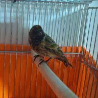 گلبسر نر بخون|پرنده|خوانسار, |دیوار