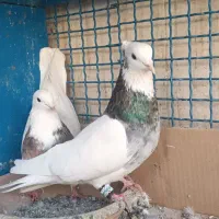 کفتر|پرنده|مشکیندشت, |دیوار