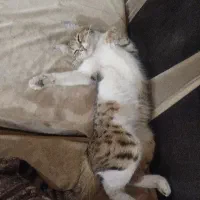 گربه گم شده