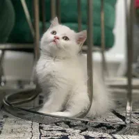 بریتیش نر ۲ماهه