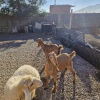 فروش ۶عدد بز اصیل شیری سه قلوزا|حیوانات مزرعه|فیروزآباد, |دیوار