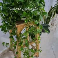 گل و گلدان|گل و گیاه طبیعی|اهواز, سیصد دستگاه|دیوار