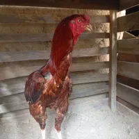 یک عدد خروس لاری