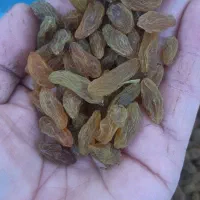 کشمش سبز موقعیت کاشمر|خوردنی و آشامیدنی|کاشمر, |دیوار