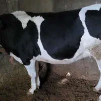 گاو یا گوساله|حیوانات مزرعه|دینور, |دیوار