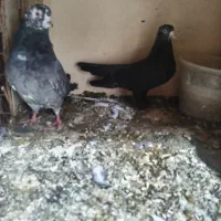 کفتر درجه ۱