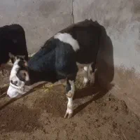 یک راس گوساله نر با یک راس گاو|حیوانات مزرعه|زنده رود, |دیوار