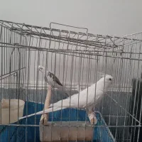 یک جفت عروس نر و ماده