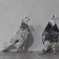 کبوتر .هماوزردی پرشی