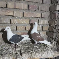 سه تا کبوترناجلد|پرنده|گنبد کاووس, |دیوار