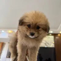 واگذاری توله پامرانین