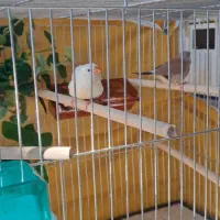 فنچ کراواتی و پارسون مولد