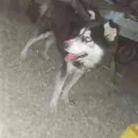 سگ هاسکی حرف گوش کن بسیار باهاش|سگ|گرگان, |دیوار