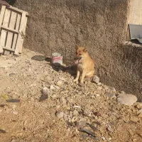 حیوان نژاد دار