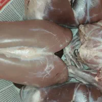 ازتولید به مصرف گوشت ارگانیک بوقلمون|حیوانات مزرعه|بیرجند, |دیوار