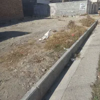 بوقلمون محلی