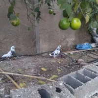 فروش کبوتر شازده و خالپیس|پرنده|بابل, |دیوار