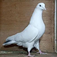 کبوتر مایه رودهن|پرنده|تهران, بازار|دیوار