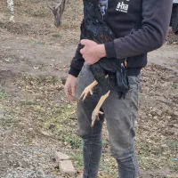 مرغ و خروس|حیوانات مزرعه|تهران, امام زاده عبدالله|دیوار