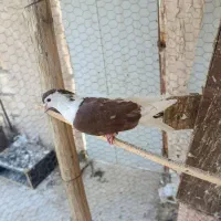 کفتر رنگی پیدا شده