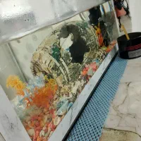 آکواریوم|ماهی|مشهد, شهرک رازی (شهرک غرب)|دیوار