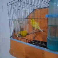 قناری و سهره|پرنده|بوئین زهرا, |دیوار