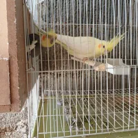عروس هلندی جوان مولد با قفس ولانه