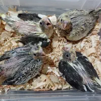 جوجه عروس هلندی سرلاکی|پرنده|تهران, تولید دارو|دیوار