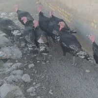 بوقلمون نر بوقلمون|حیوانات مزرعه|رضویه, |دیوار