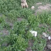 سگ نر سه ماهه