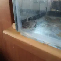 پنگوسی چوبی