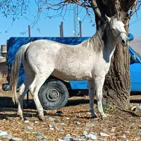 اسب مادیون|اسب و تجهیزات اسب‌سواری|سیلوانه, |دیوار