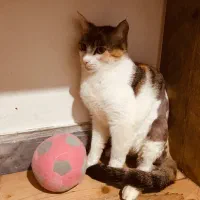 واکذاری گربه ماده زیر یکسال