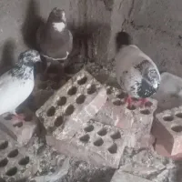 سه عدد کفتر معاوضه با طوقی ماده