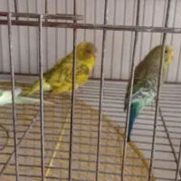 یک جفت مرغ عشق با جوجه قیمت خیلی  پایین|پرنده|میاندوآب, |دیوار