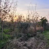 فروش-زمین-مسکونی-300-متری-با-درختان-میوه