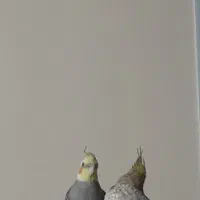 عروس هلندی|پرنده|اردبیل, |دیوار