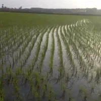 زمین شالی کشاورزی برنج