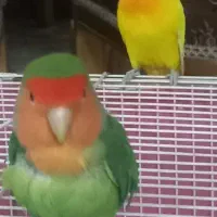 طوطی کوتوله