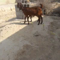 بز و بیگ داشتی