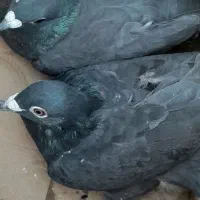 جفت زاغ پلاکی بدون نقص|پرنده|سر آسیاب یوسفی, |دیوار