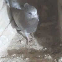 کبوتر|پرنده|سلطانیه, |دیوار